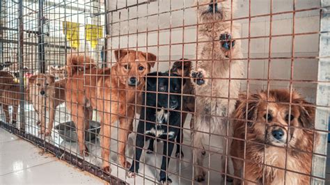 dog pound contact number|Adopt a pet: Here are 5 animal shelters and organizations you .